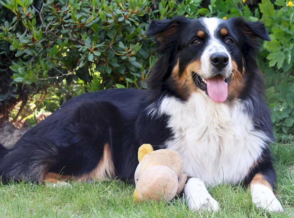 Australian shepherd sheepdog