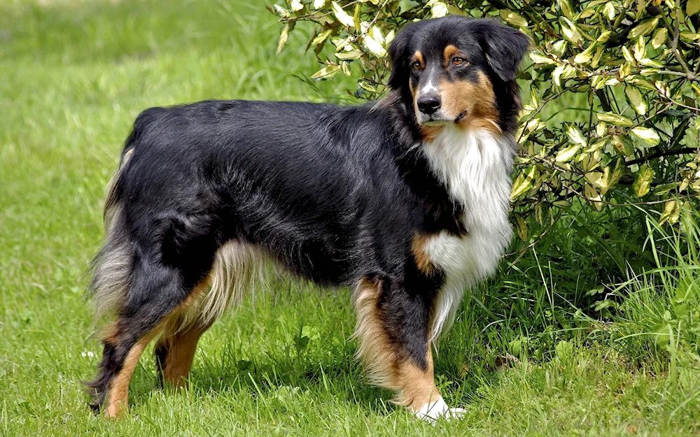 Aussie Australian shepherd sheepdog