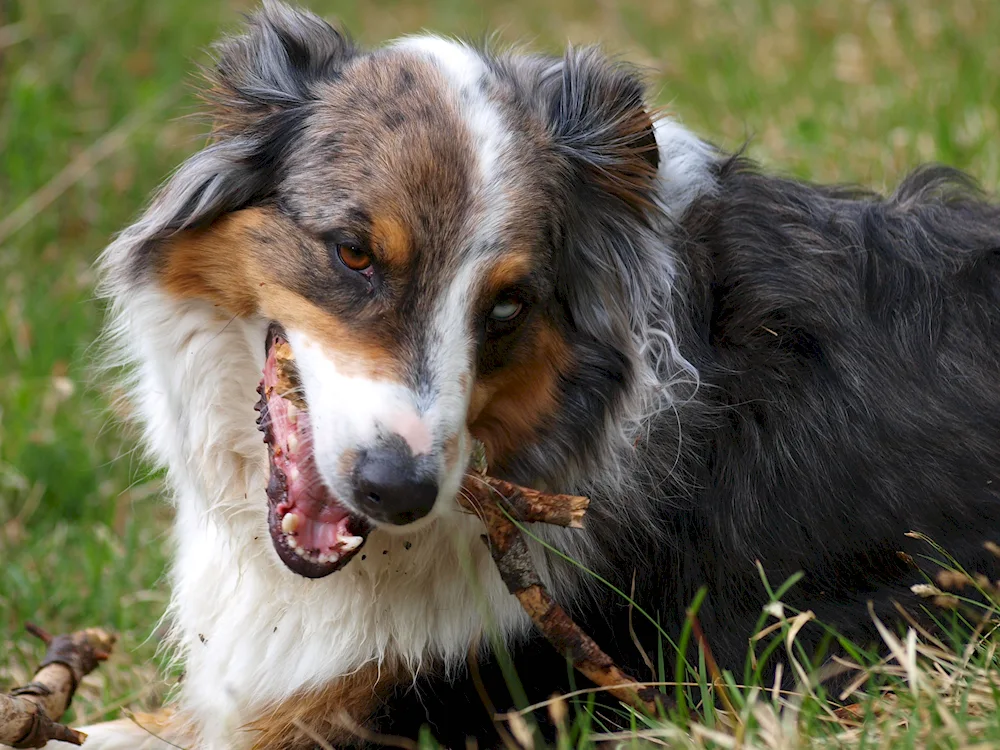 Aussie Australian Shepherd Dog