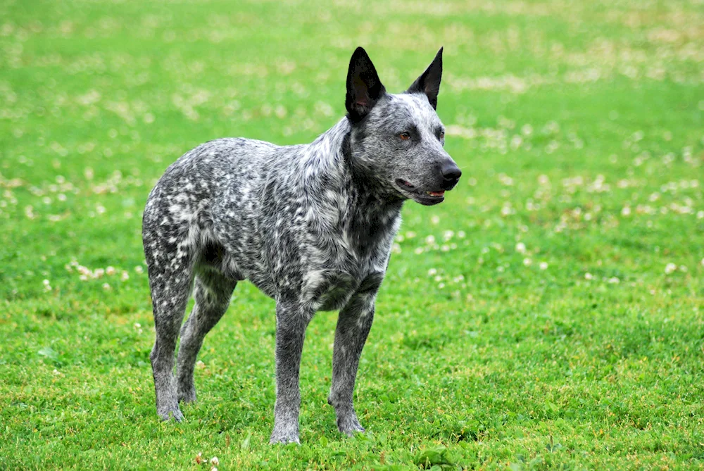 Hmong Hound dog