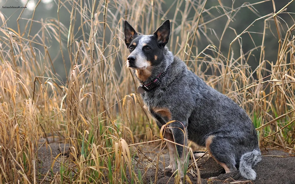 Scottish Shepherd Border Collie