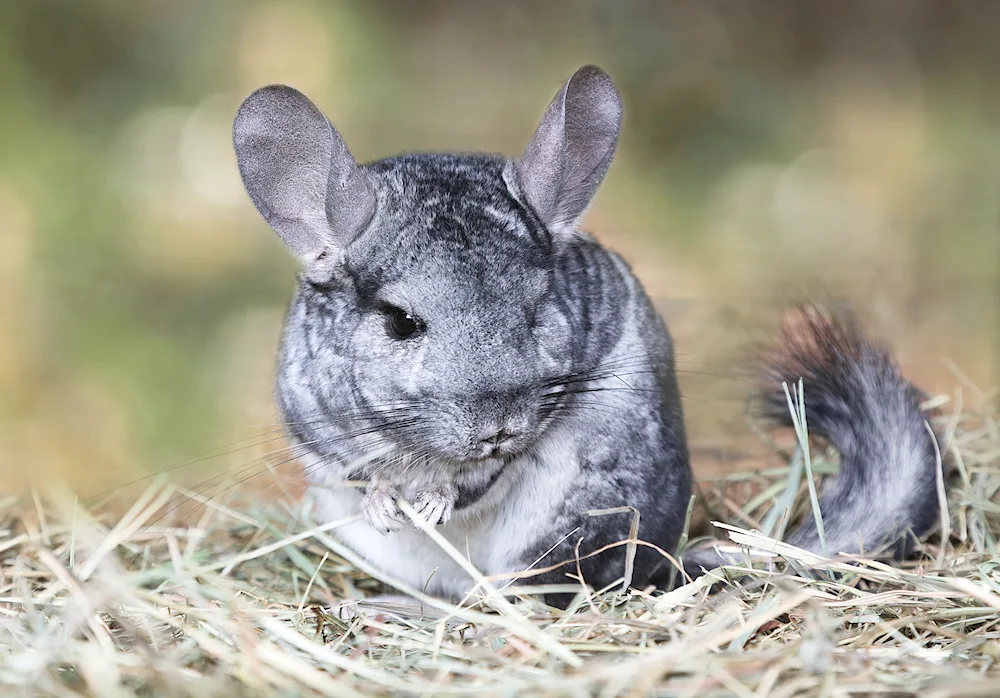 Australian chinchilla