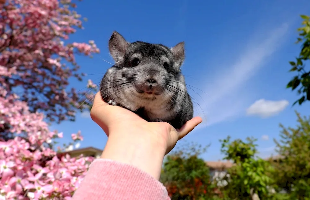 Long-tailed chinchilla