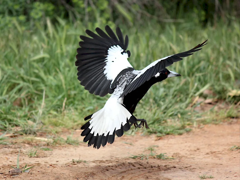 Grey crow beaked bird