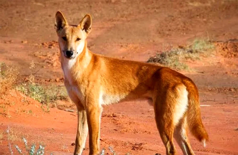 Carolina sheepdog