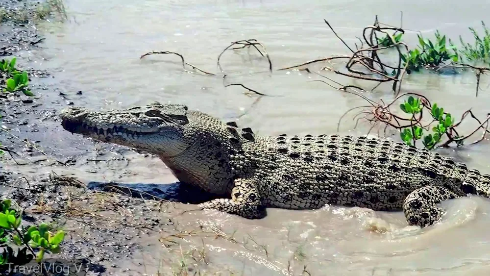 Nile crocodile