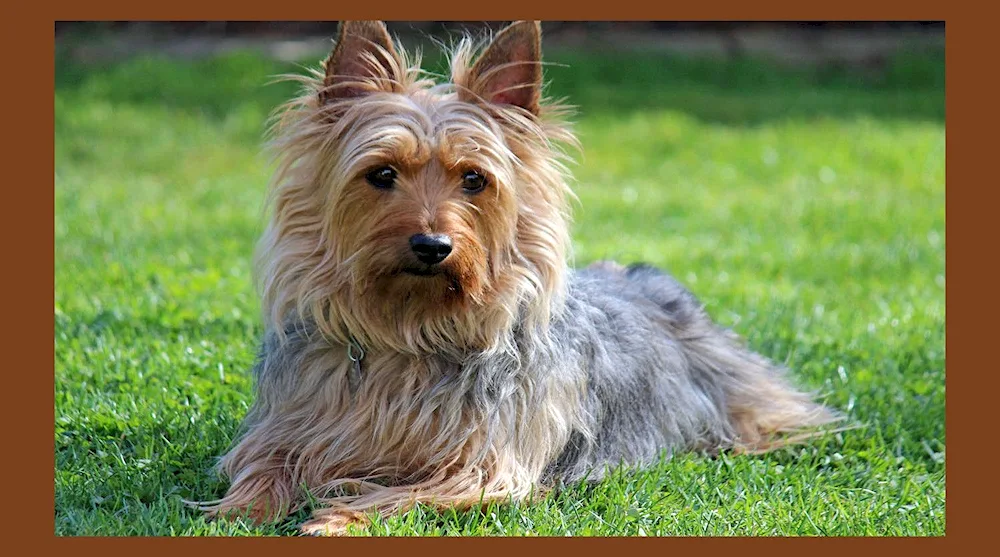 Australian Yorkshire Terrier