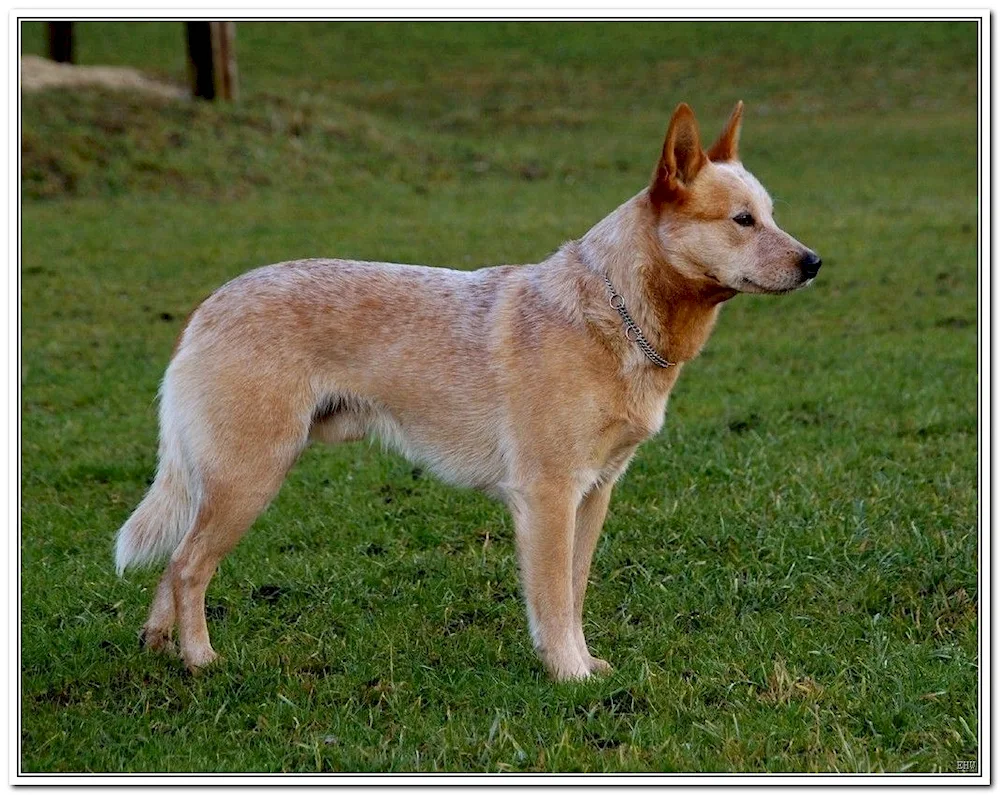 Hmong Hound dog