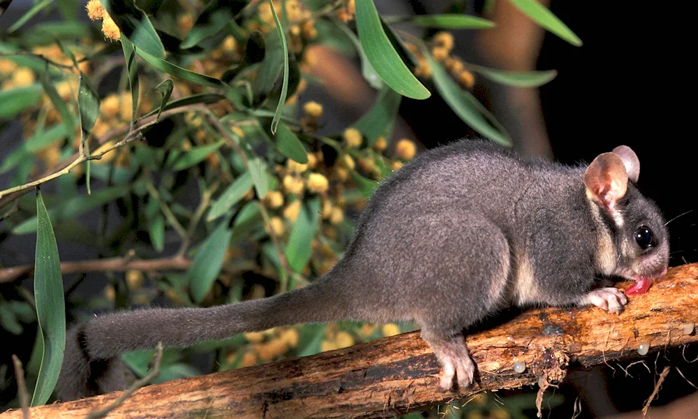 Australian Ring-tailed Possum