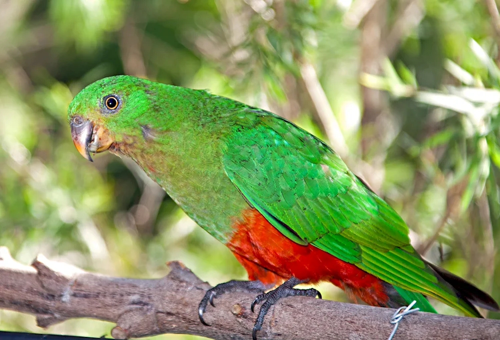 Australian king parrot