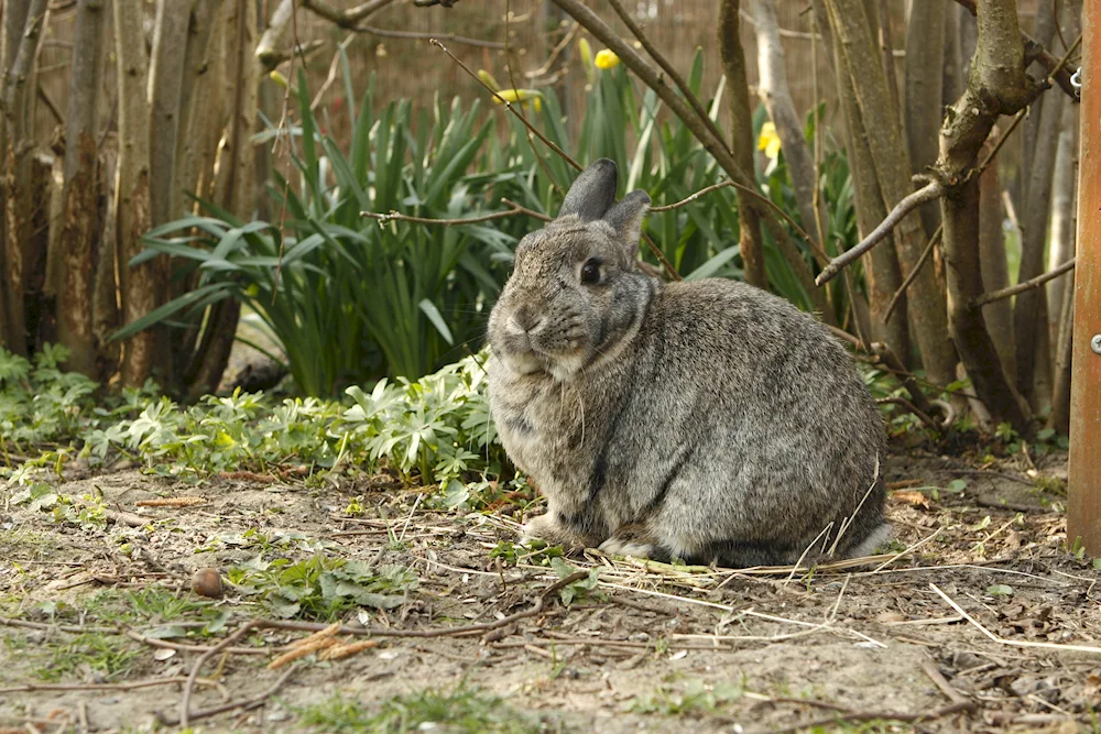 Australian rabbit