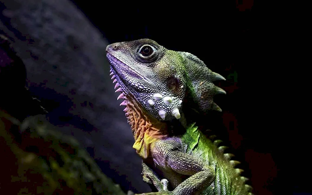 Agama lizard