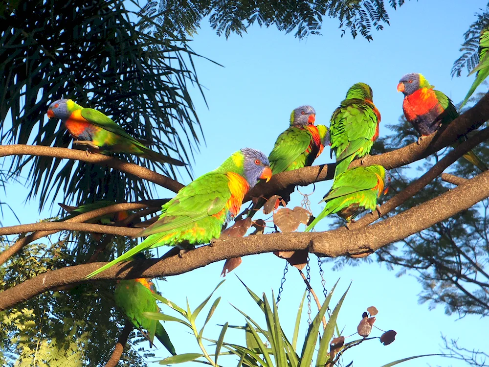 Paradise bird of paradise Tanagra