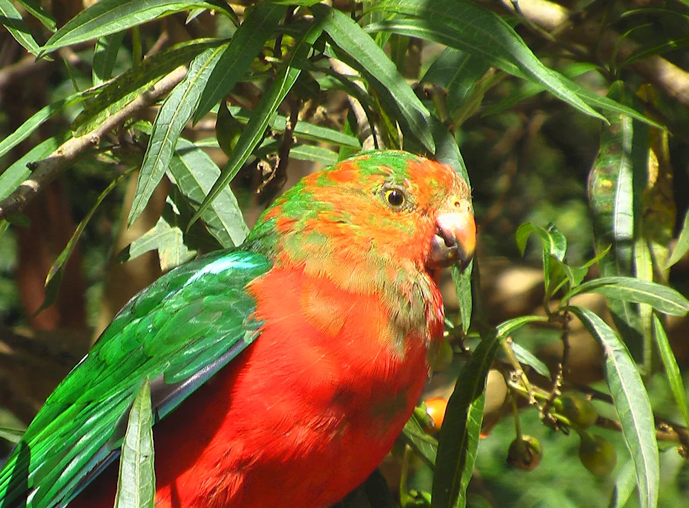 Australian lorikeet