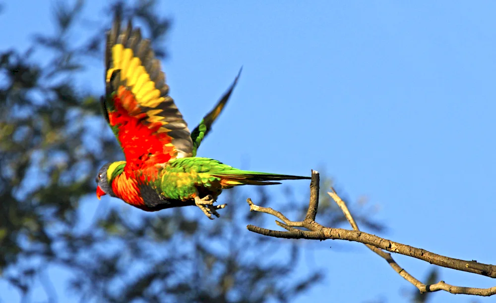 Australian lorikeet