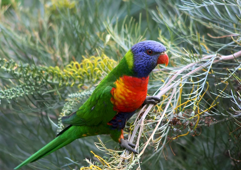 Australian lorikeet