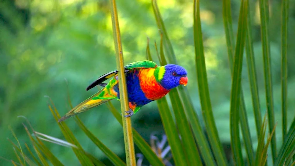 Rainbow lorikeet