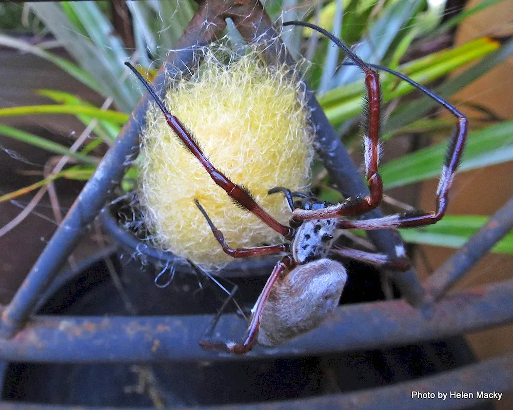 Huntsman Spider Australia