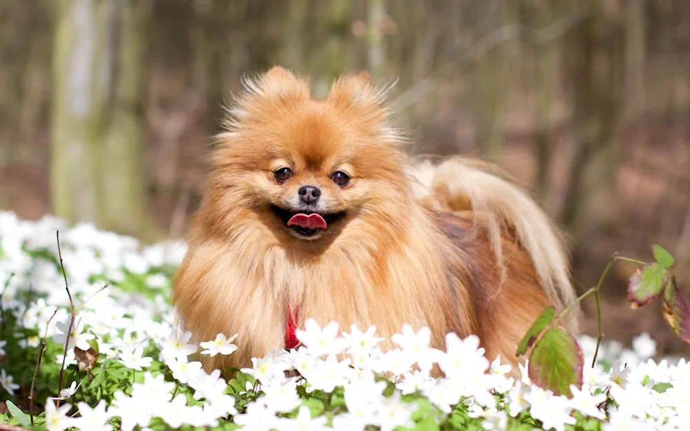 Papillon short-haired dog