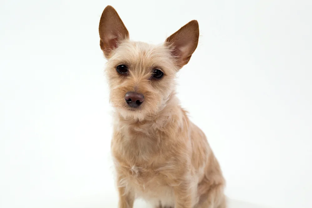 Australian terrier métis
