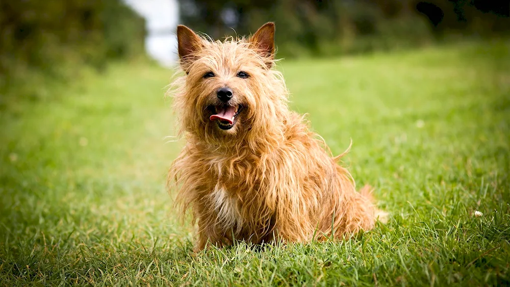 Australian Terrier