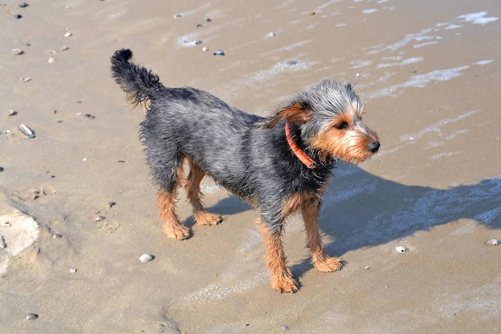 Australian rough-haired terrier