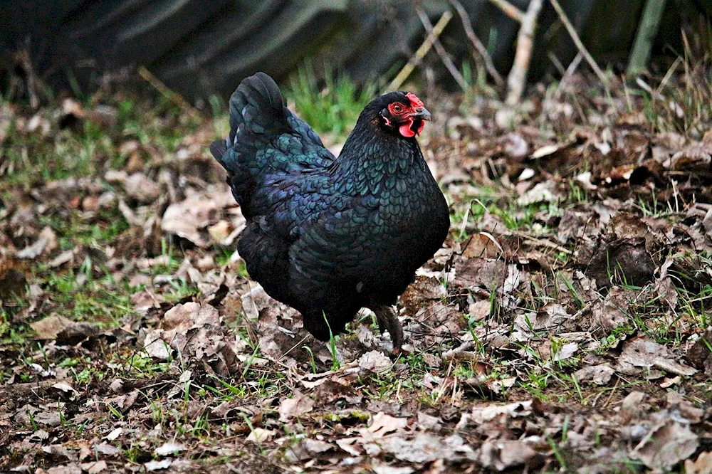 Ayam Tsemani