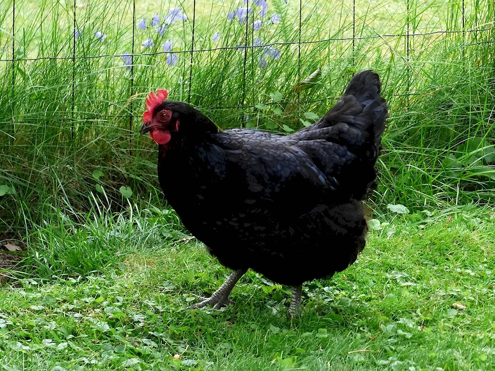 Black hen