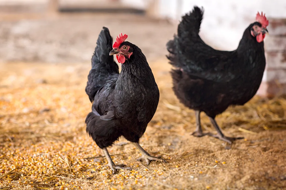 Ayam Cemani