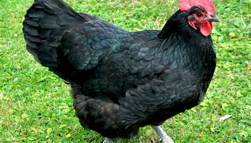 Australorp