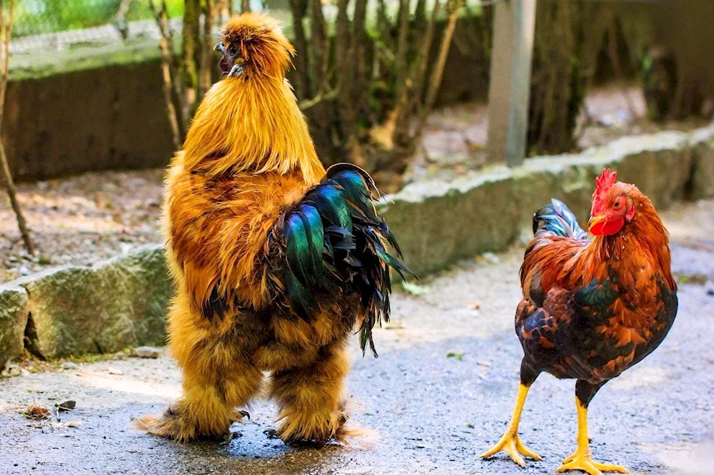 Chickens la... flash