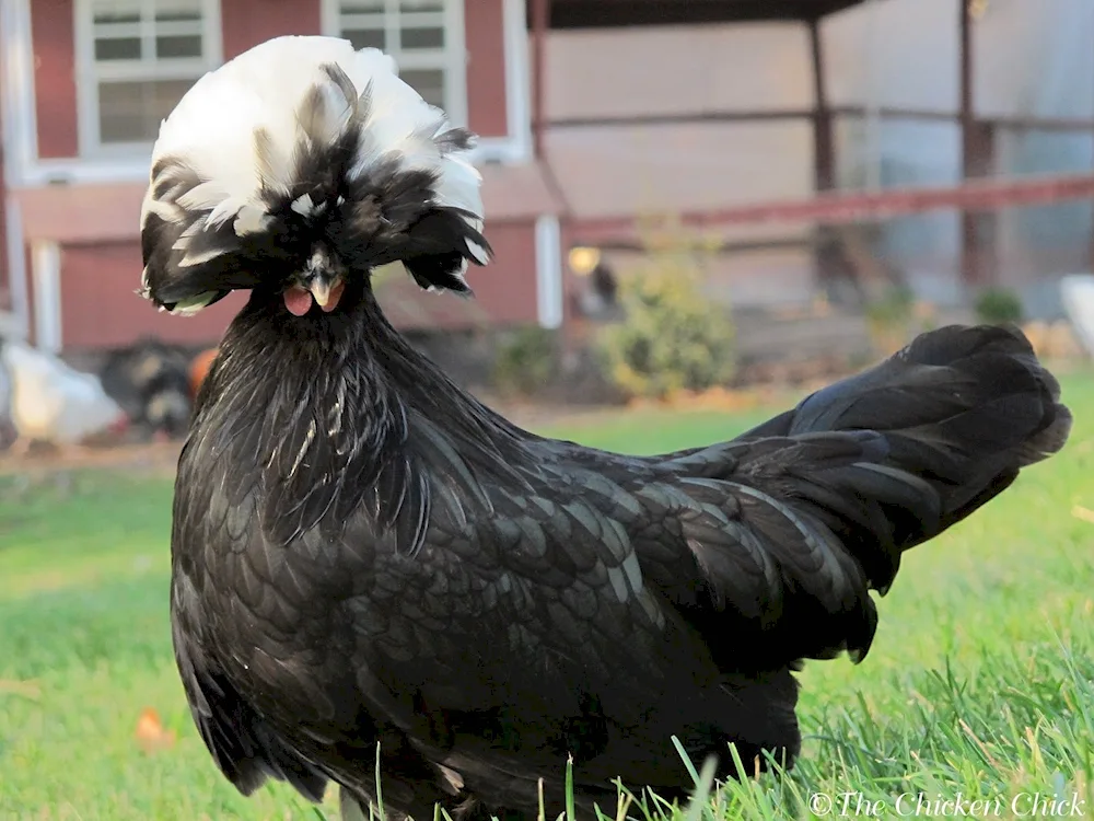 Dutch White-feathered hens