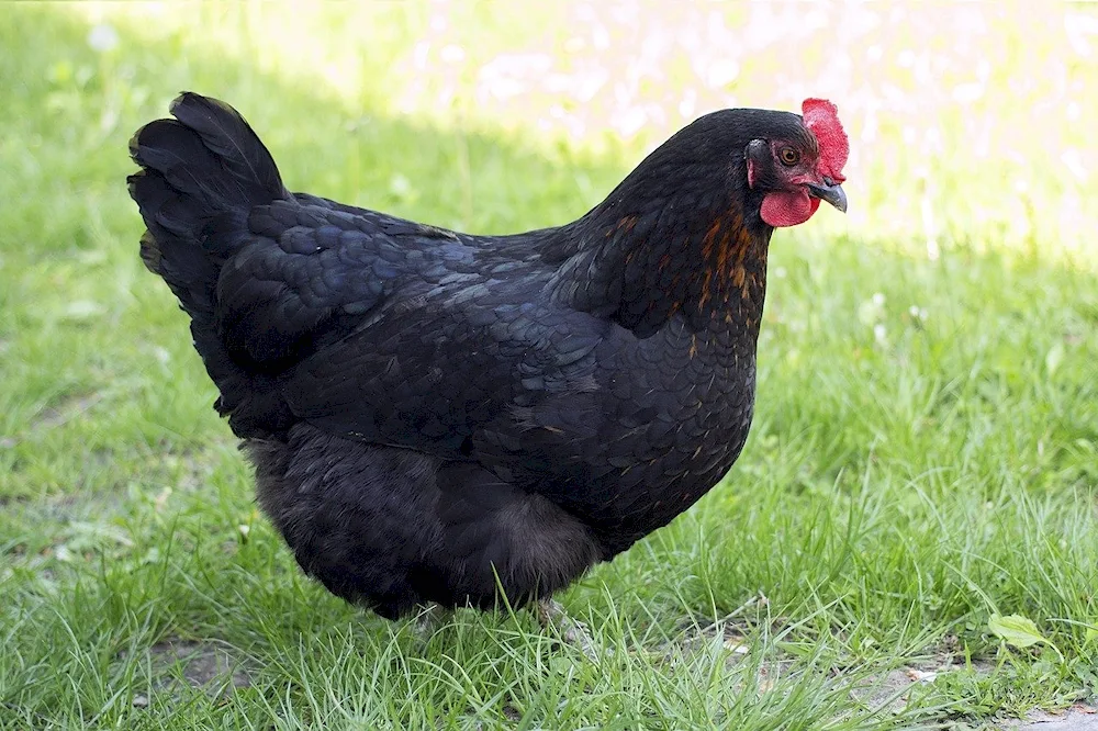 Australorp black