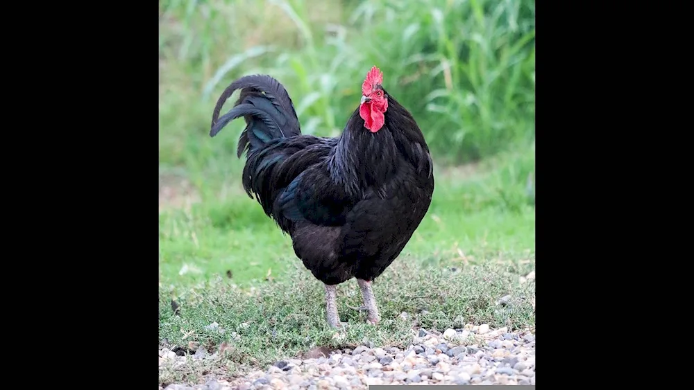 Siberian Mossy-legged rooster