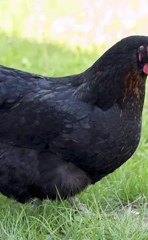 Australorp Black