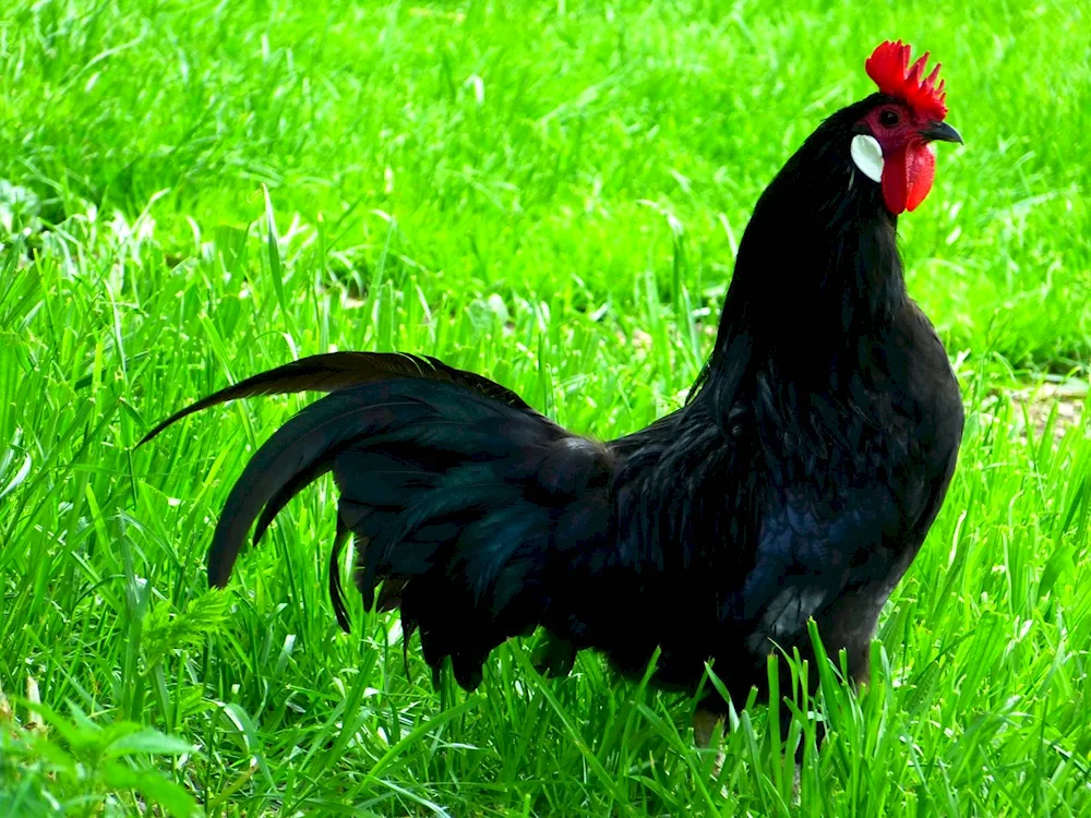 Beautiful rooster