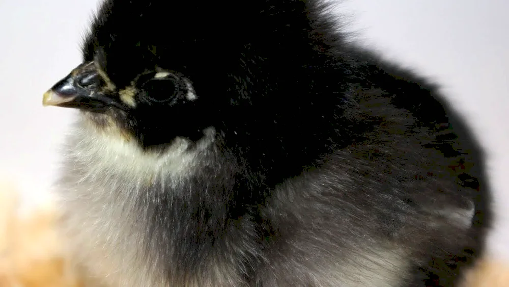 Australorp mottled