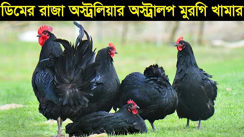 Australorp breed