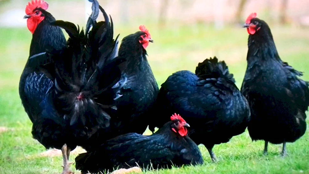 Australorp breed