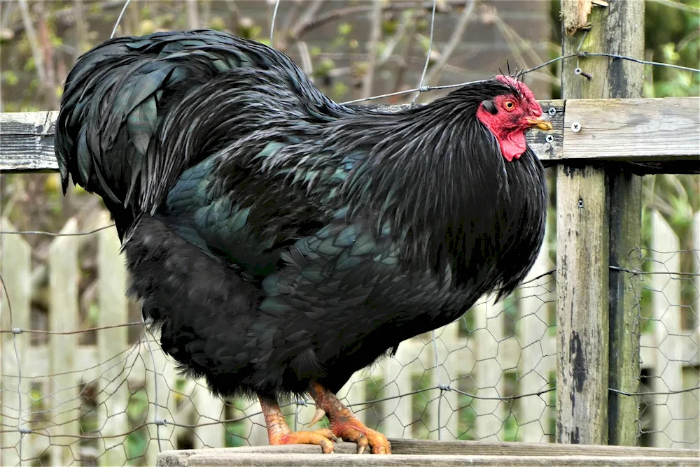 Black hen