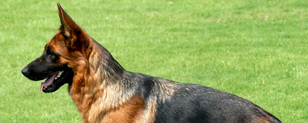 Bavarian Shepherd Shepherd