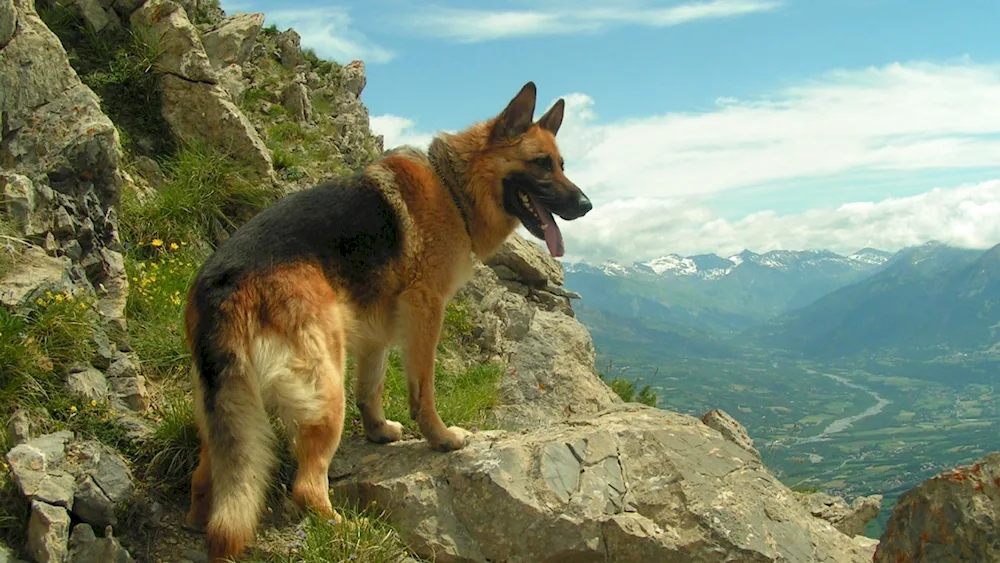 Wolfdog Kunming Shepherd Dog