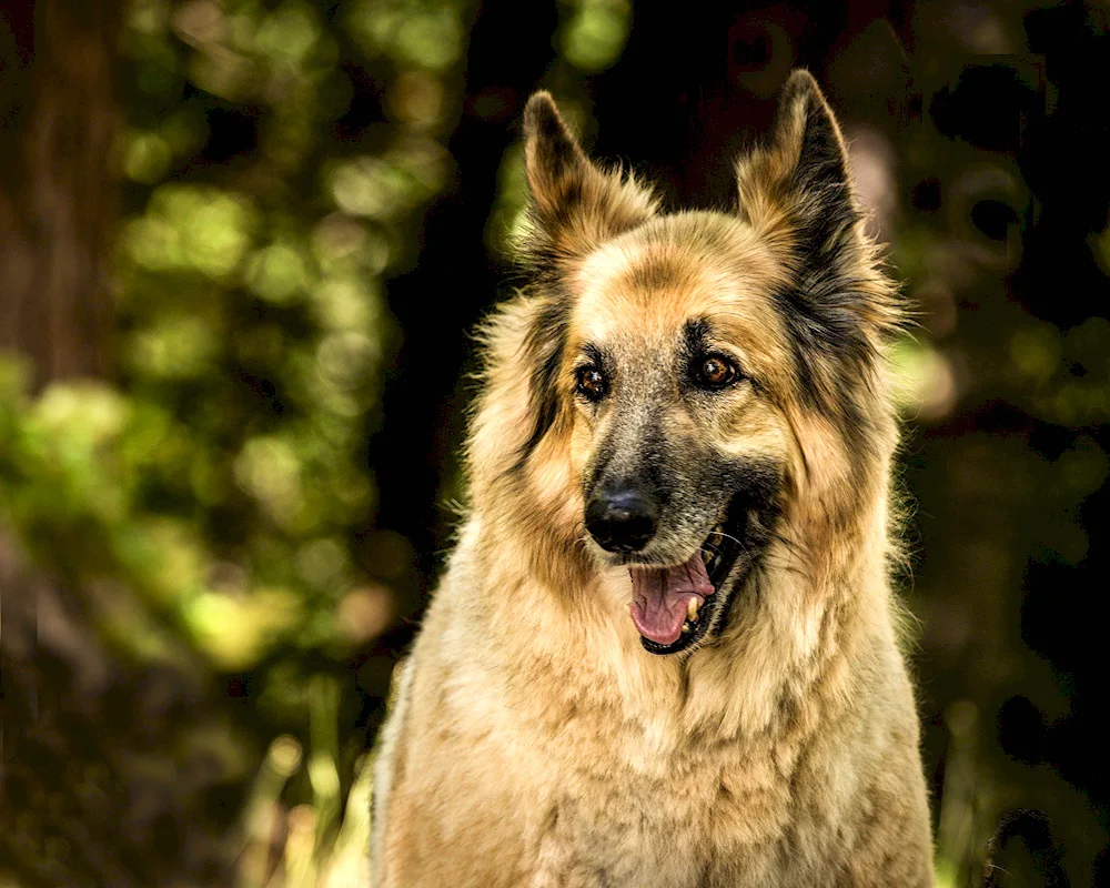 Caucasian Shepherd Wolfhound