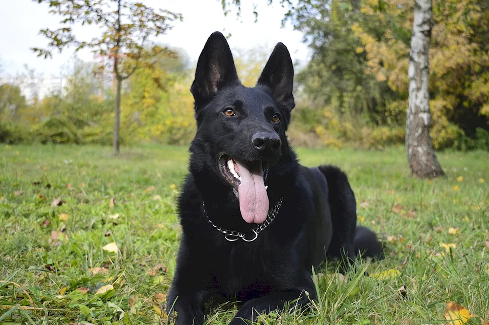 Austrian Shepherd Black