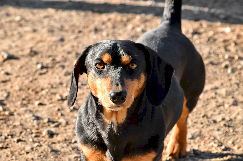 Dachshund and pit bull mix