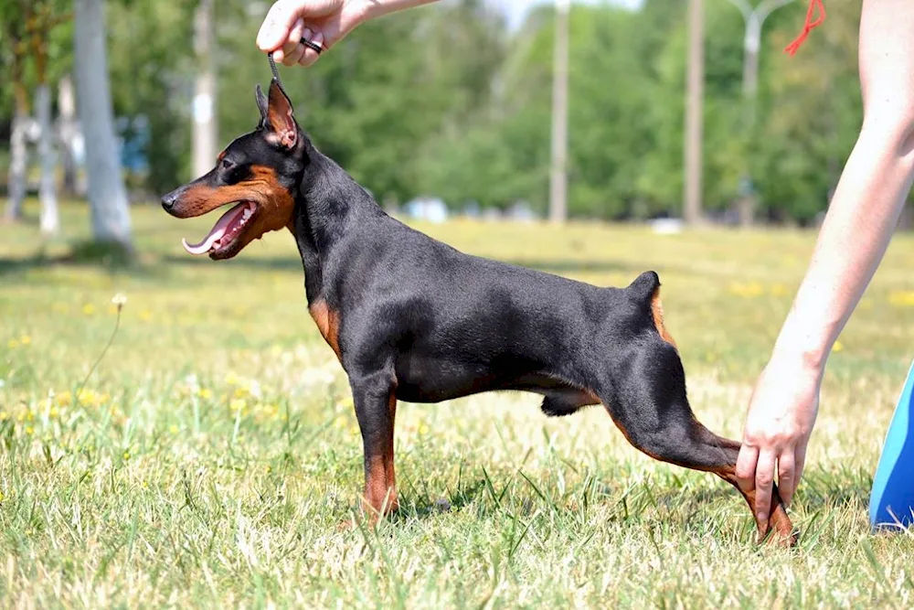 Austrian shorthaired pinscher