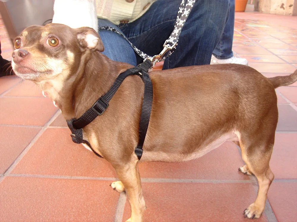 Austrian. pinscher métis