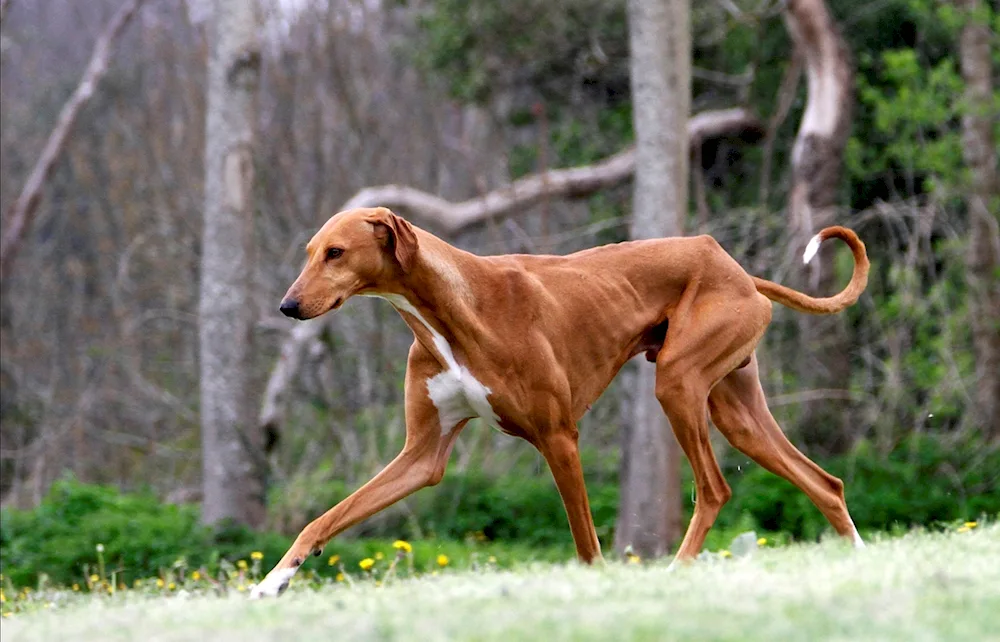 Azawak African hound