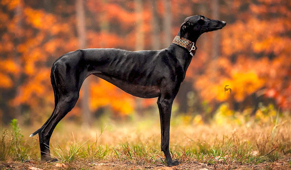 Russian Hound Greyhound breed