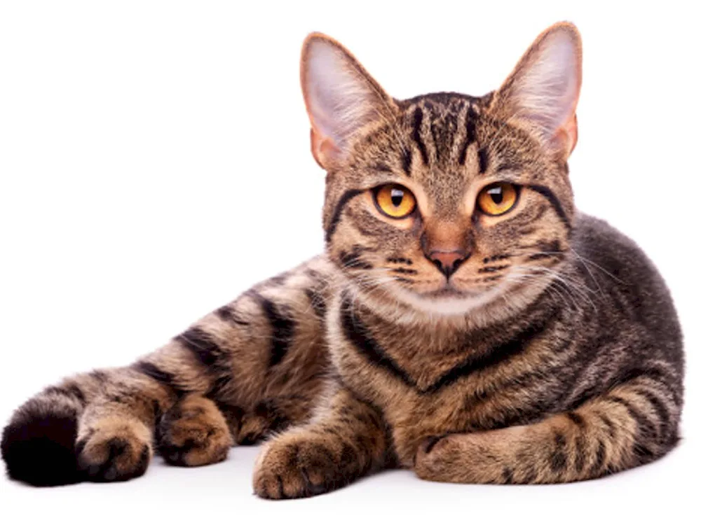 Kitten on a white background